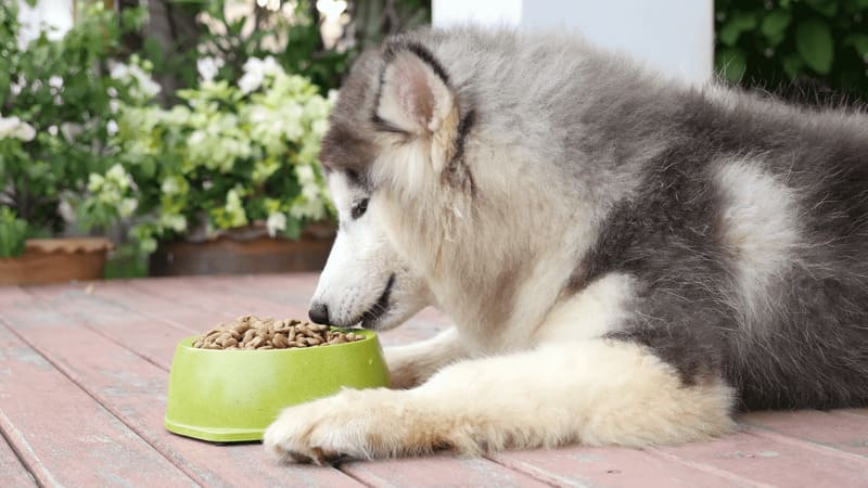 câu hỏi liên quan tới thức ăn cho chó