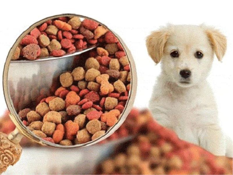 thức ăn cho chó bổ sung dinh dưỡng